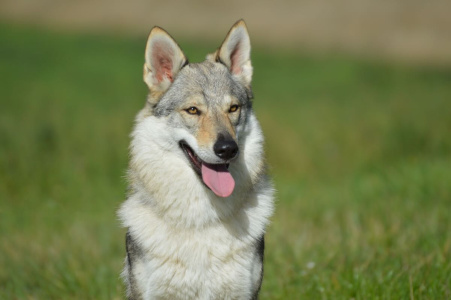 Yrga III od Úhoště